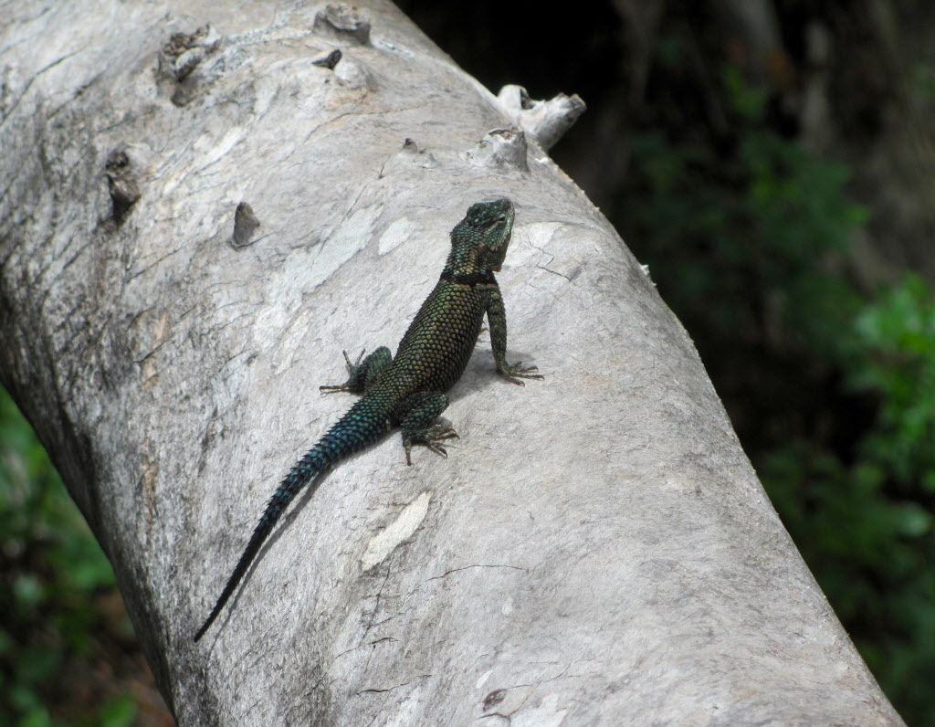 Lizard